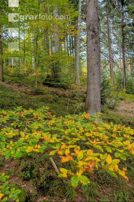 FiTaBuMischwald 20