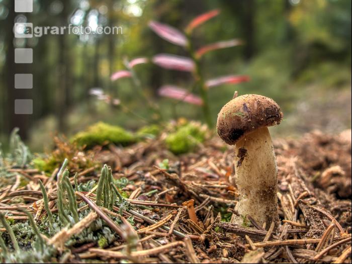 FiTaBuMischwald 21