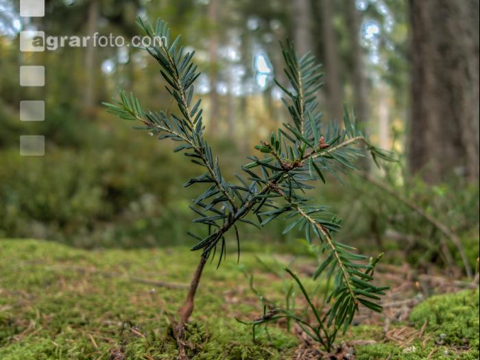 FiTaBuMischwald 23