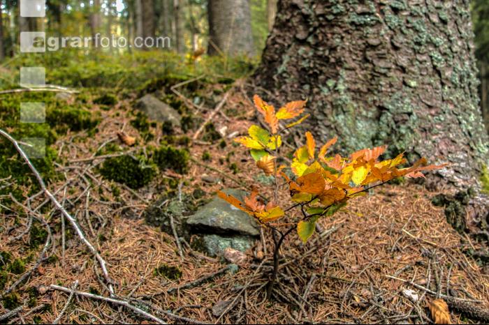 FiTaBuMischwald 24
