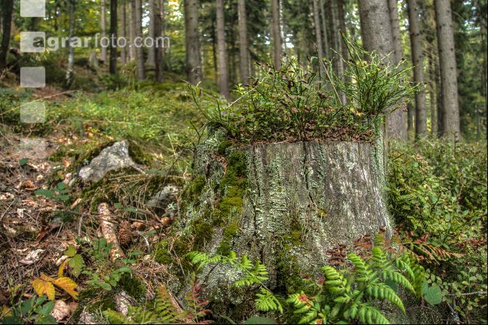 FiTaBuMischwald 25