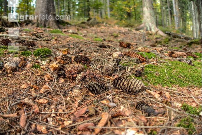 FiTaBuMischwald 26