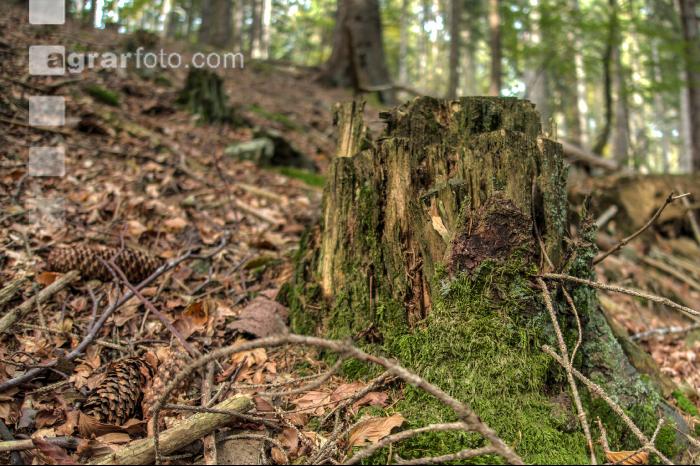 FiTaBuMischwald 29