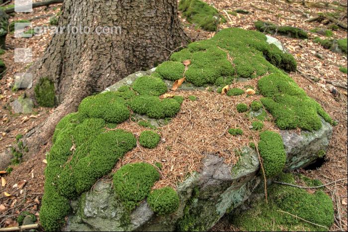 FiTaBuMischwald 30