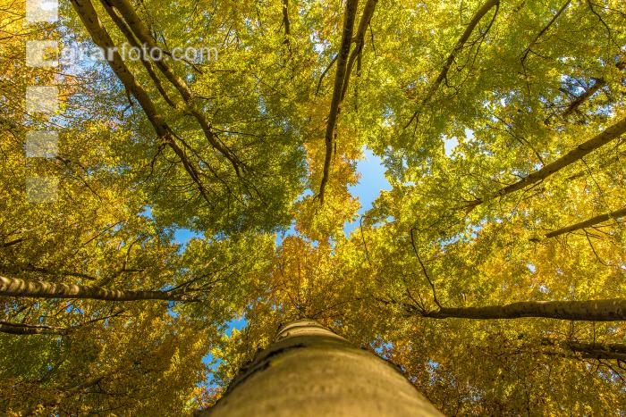 Buchen Herbstlaub 12