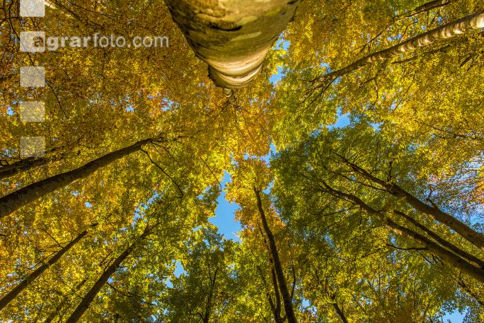 Buchen Herbstlaub 11