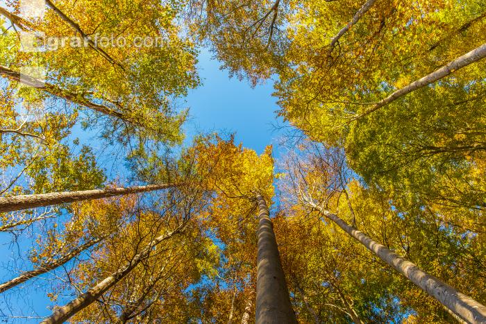 Buchen Herbstlaub 7