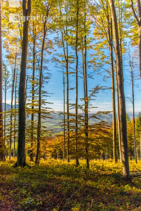 Buchen Herbstlaub 4