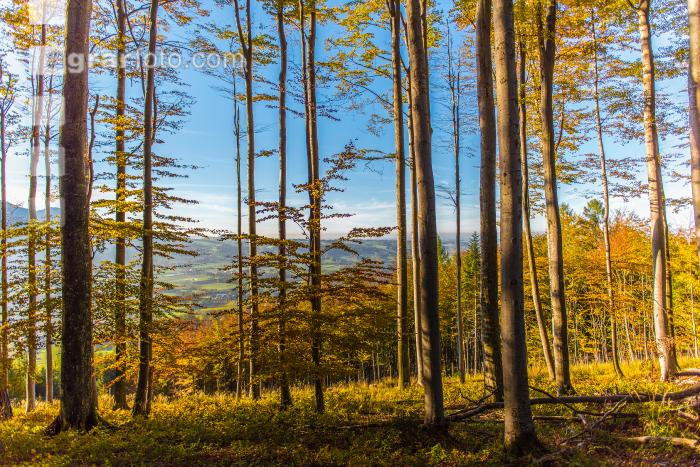 Buchen Herbstlaub 3