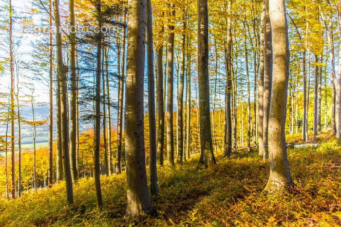 Buchen Herbstlaub 2