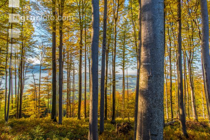 Buchen Herbstlaub 1