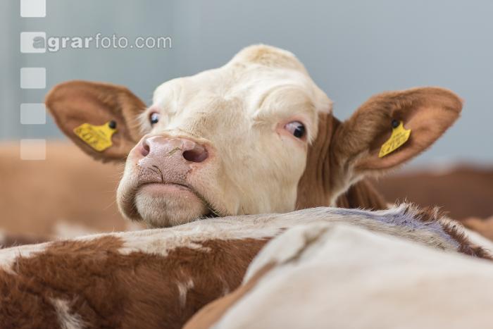 Kuhportrait Fleckvieh 17