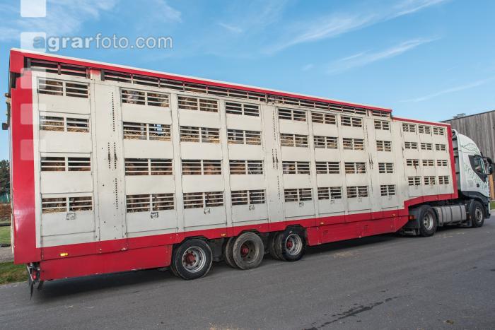 Zuchtrindertransport 2