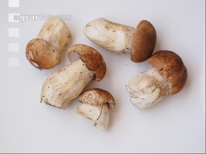 Steinpilz 2