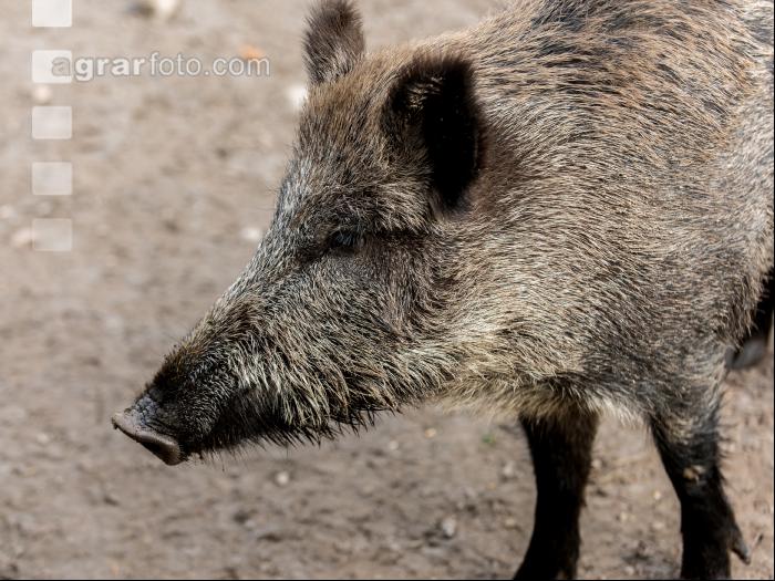 Wildschweine 30