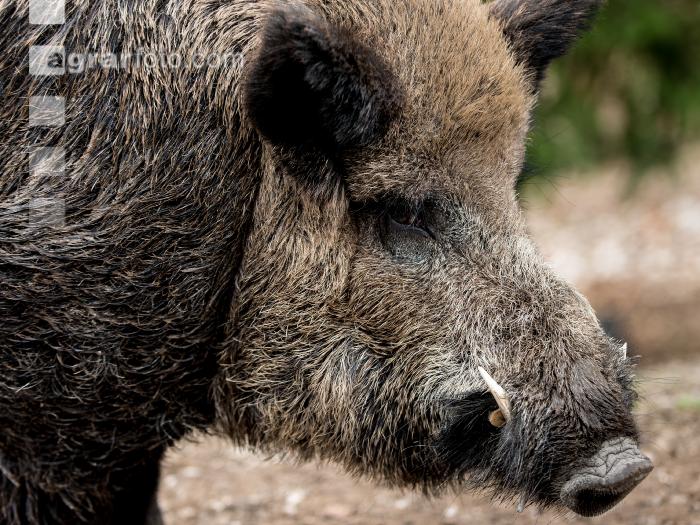 Wildschweine 29