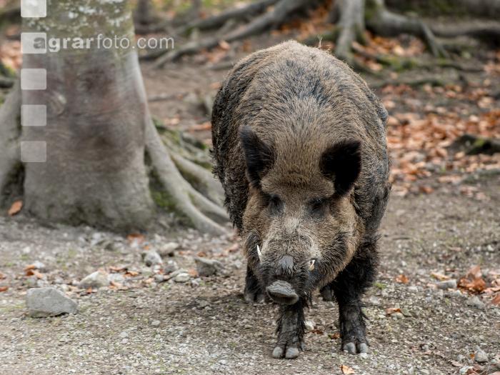 Wildschweine 25