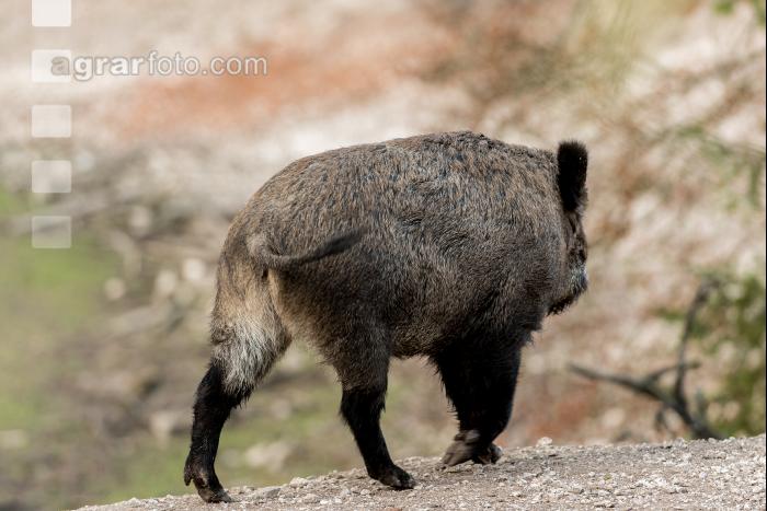 Wildschweine 24