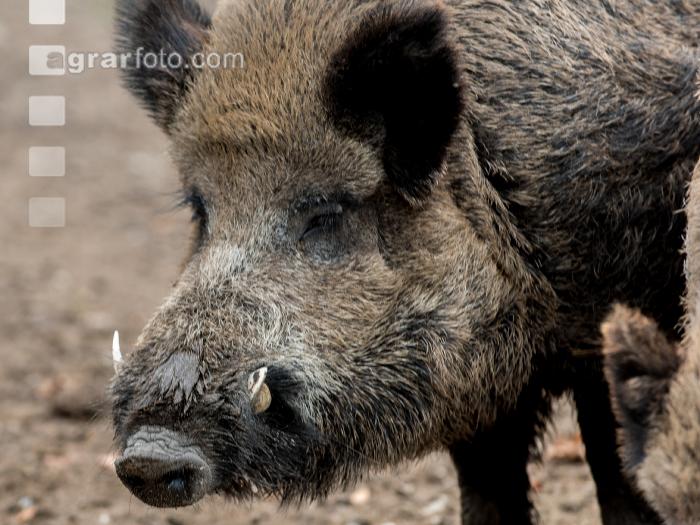 Wildschweine 23