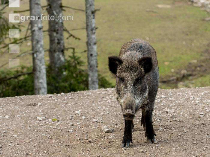 Wildschweine 22