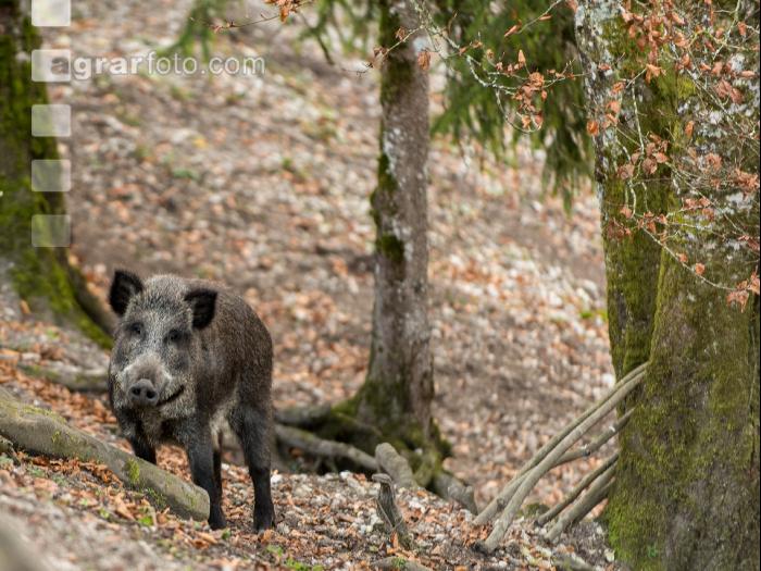 Wildschweine 21