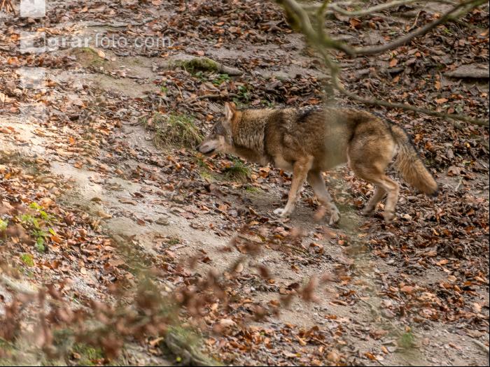 Wolf 6
