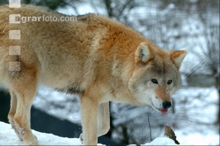 Wolf 4
