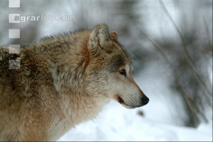 Wolf 3
