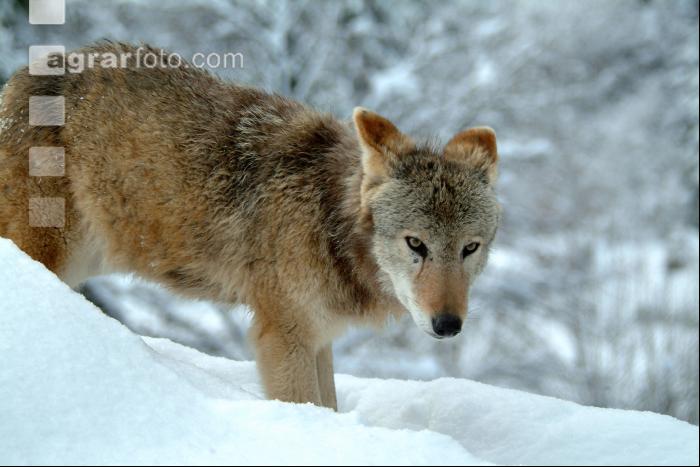 Wolf 2