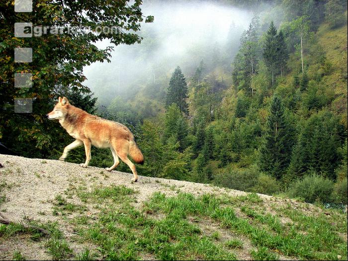 Wolf 1