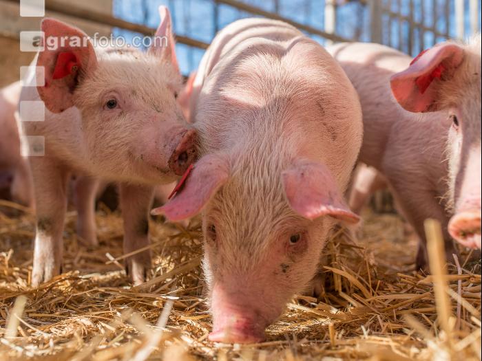 Biologische Schweinehaltung 55