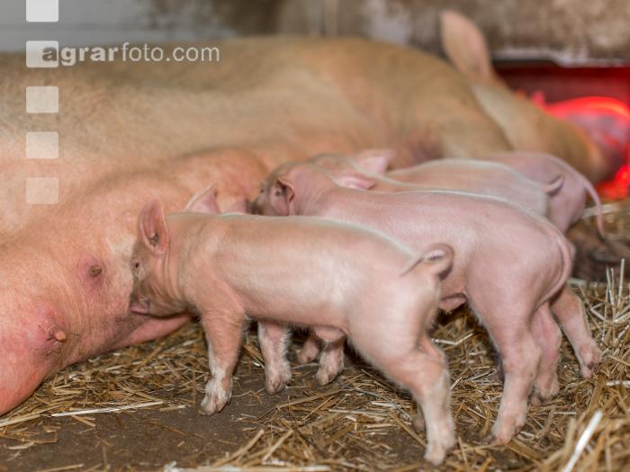 Biologische Schweinehaltung 37