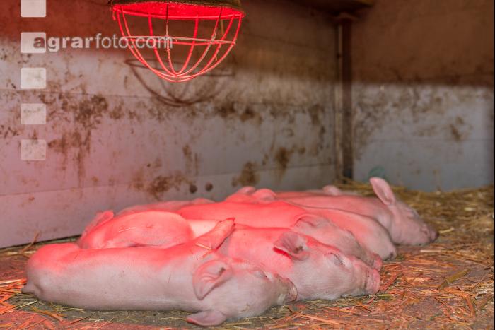 Biologische Schweinehaltung 35
