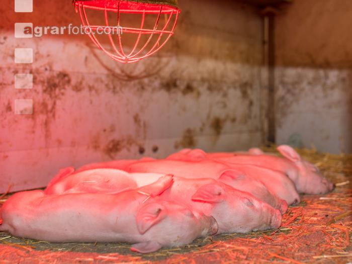 Biologische Schweinehaltung 34