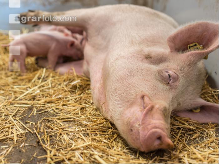 Biologische Schweinehaltung 33