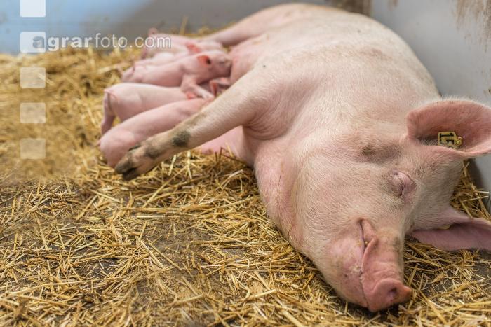 Biologische Schweinehaltung 32