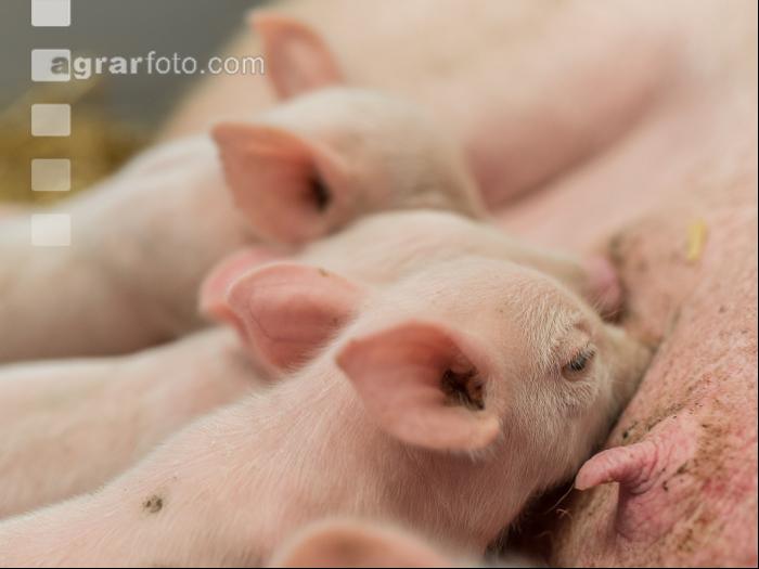 Biologische Schweinehaltung 31