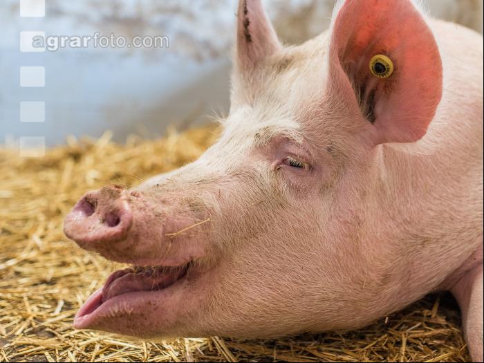 Biologische Schweinehaltung 27