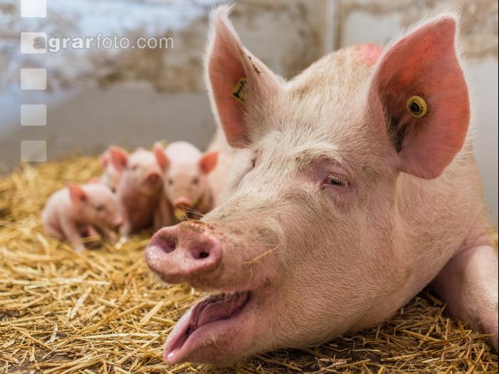 Biologische Schweinehaltung 26