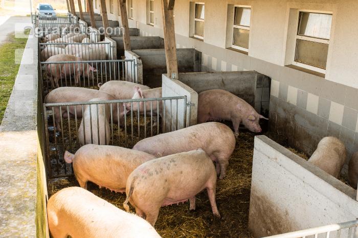 Biologische Schweinehaltung 17
