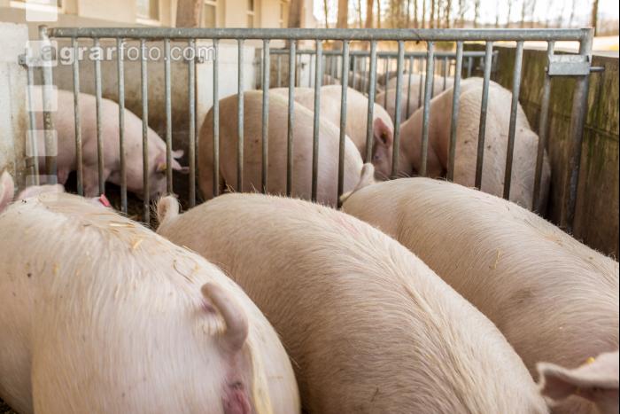 Biologische Schweinehaltung 16