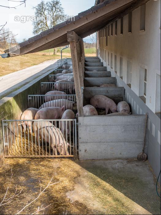 Biologische Schweinehaltung 15