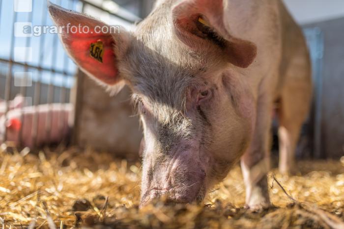 Biologische Schweinehaltung 13