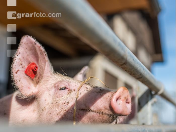 Biologische Schweinehaltung 6