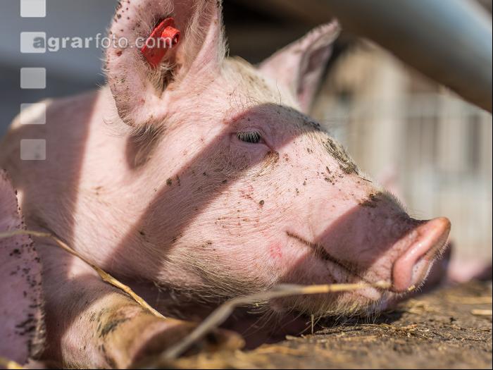 Biologische Schweinehaltung 5