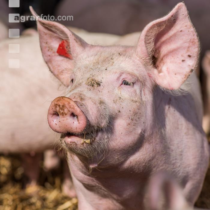 Biologische Schweinehaltung 3