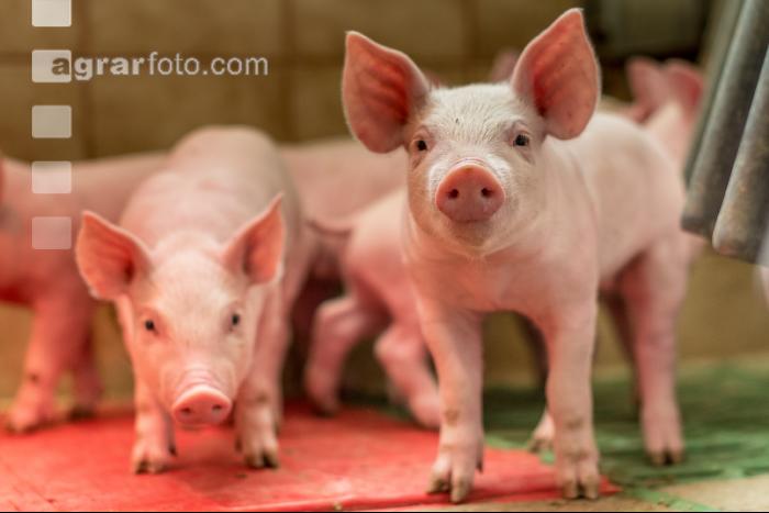Ferkel 2 Wochen alt 37