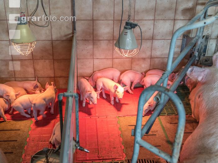 Ferkel 2 Wochen alt 31