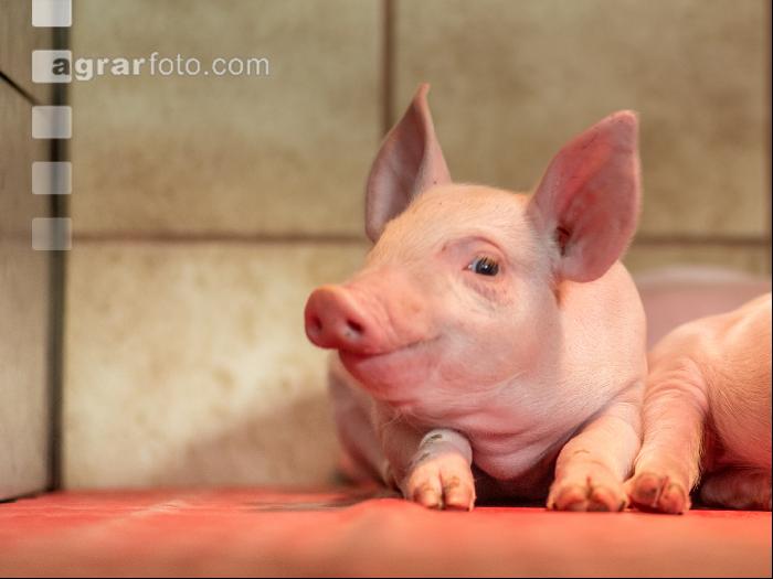 Ferkel 2 Wochen alt 21