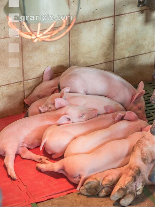 Ferkel 2 Wochen alt 4